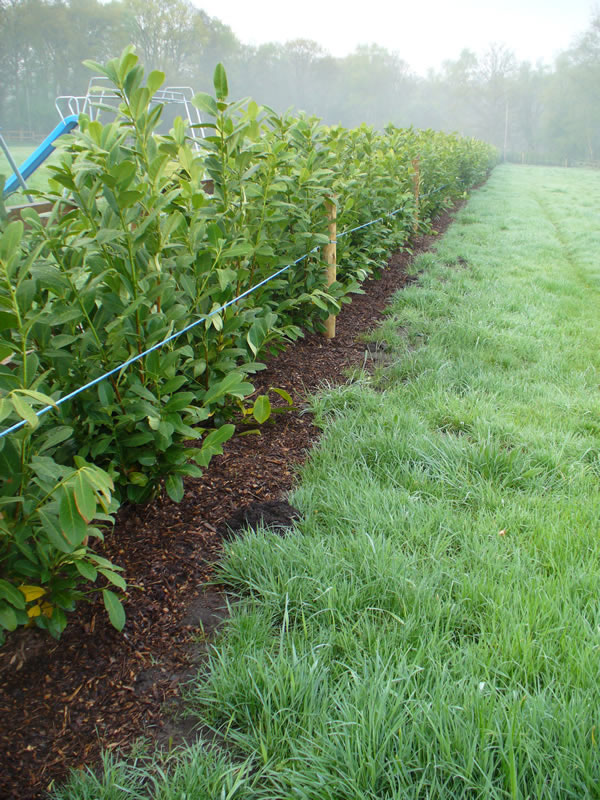 planter une haie de laurier
